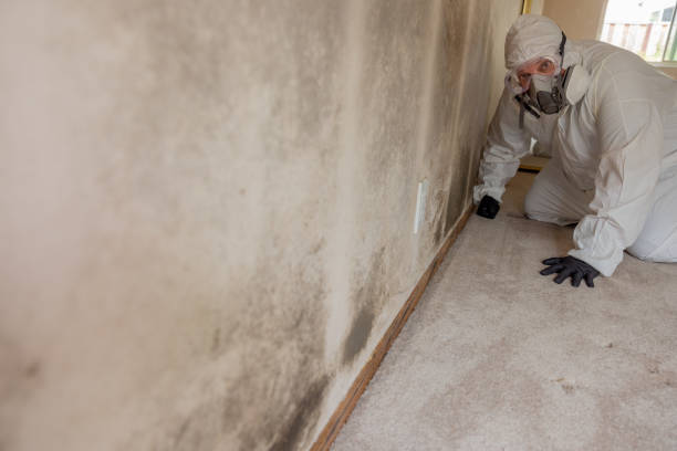 Best Comprehensive Air Testing for Mold Contaminants  in Mills River, NC